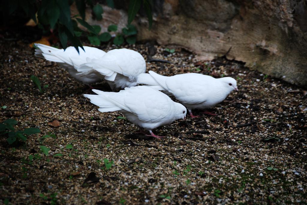 Jacobs Creek Retreat - Barossa Valley Tanunda Dış mekan fotoğraf